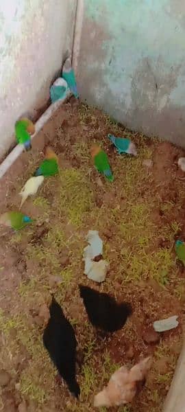 Cute lovebird 5