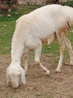 Turkish sheep