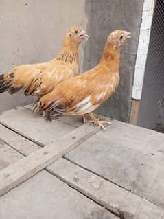 mini flower pair chicks for sale