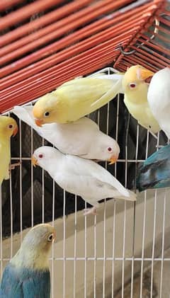 Love bird Breeder and Adult pieces