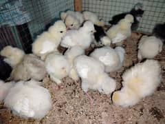 polish chicks white,black nd white ,silver and  Golden buff 0