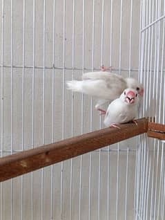 white java finch breeder pair