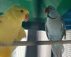 Ringneck pair cage & breeding box