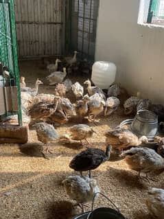 Peacock / Peacock Chicks / Peacock Chicks Available / موروں کے بچے