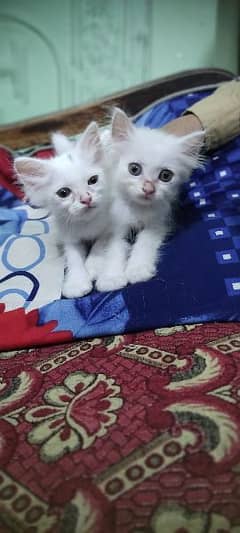 Persian cats