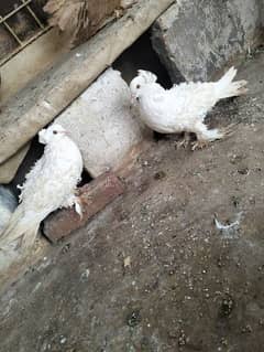 White Frillback breeder pair and one breeder female total 3 pigeons