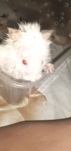 Male hamster for 1300rs fast and its active cobtact me 0335 271 8470