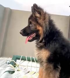 German Shepard puppy friendly