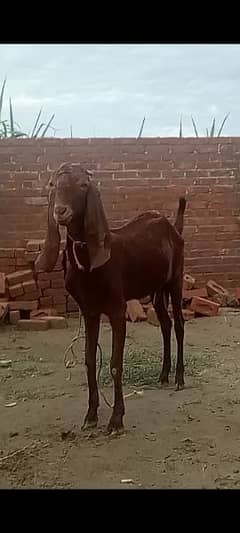 goats for sale /3manth ki gaban bakri