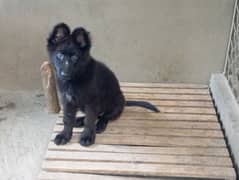 German shepherd pentagri female