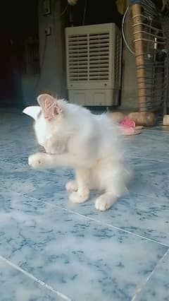 white Persian cat kitten 3 months age