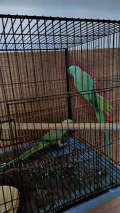 green parrot pairs