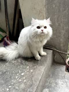 Pure Persian triple coated male cat for sale