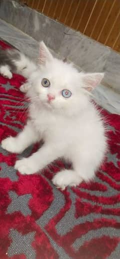 Kittens for Sale
High Quality Persian