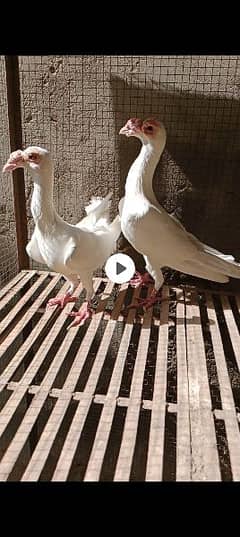 English karer breeder pair for sale mobile number 03138035736