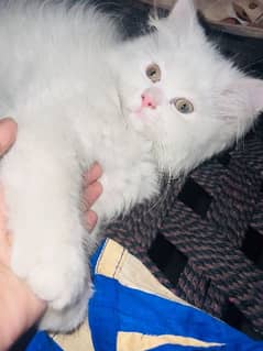 6 months female kitten for sale pure Persian triple coated