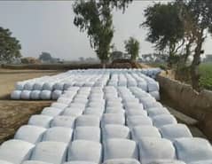 Pure corn silage for cows