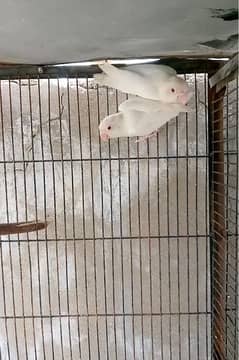 lovebirds  albino red eyes , palefallow,cremino , decino  for sale 0