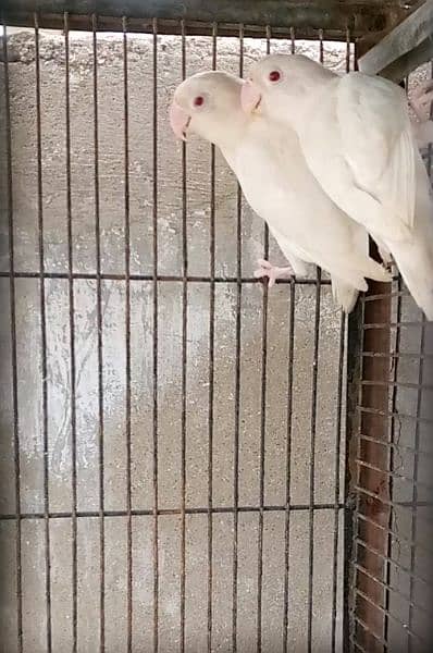 lovebirds  albino red eyes , palefallow,cremino , decino  for sale 1