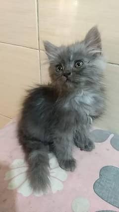 PERSIAN KITTEN FOR SALE