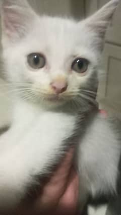 2 months parsion  cat for sale 9nly call no chat