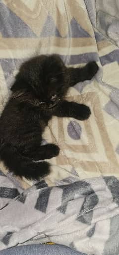 black persian kitten triple coat