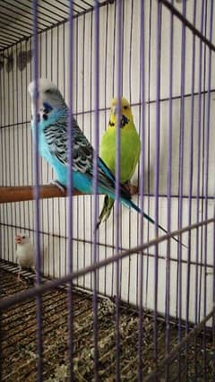 Exhibition under size Breeder pair for sale