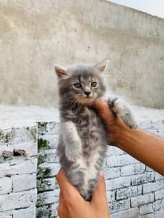 Grey Fluffy Female kitten for sale