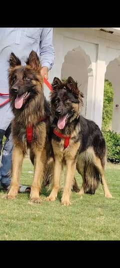 pure bailjum shepherd pair show quality important blood line