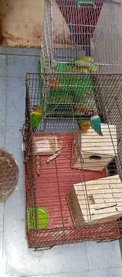 love birds sale with cage
