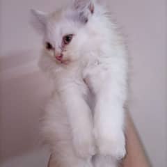 3 month old persian kittens