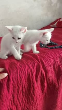 Persian Full White Pair