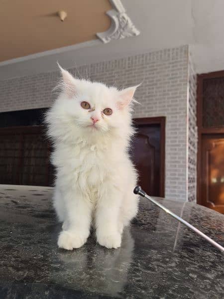 persian kitten cat tripple coat kitten belli ky bachay 2