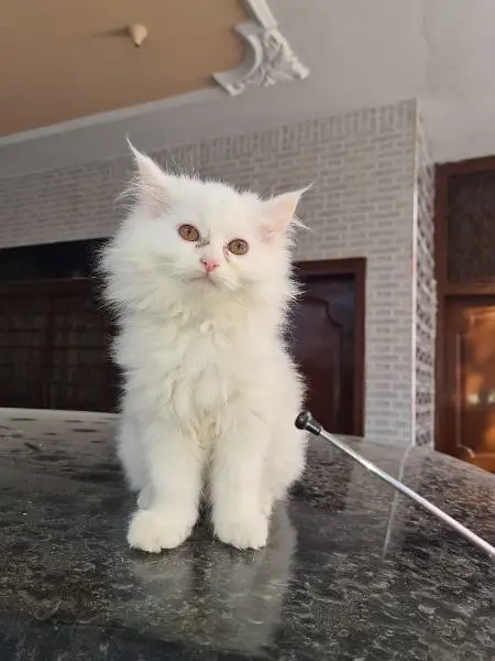 persian kitten cat tripple coat kitten belli blue eyes kittens — photo 6
