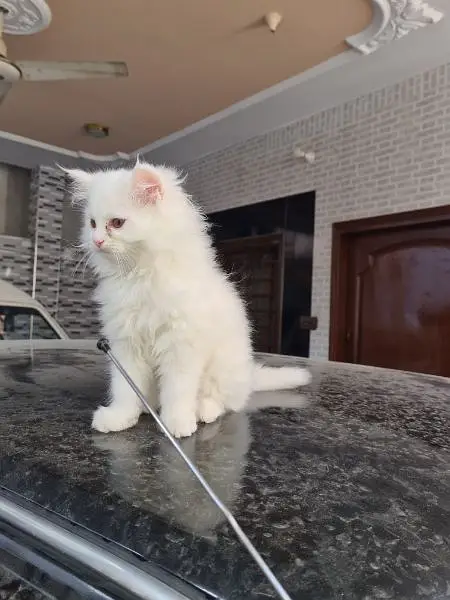 persian kitten cat tripple coat kitten belli blue eyes kittens — photo 8