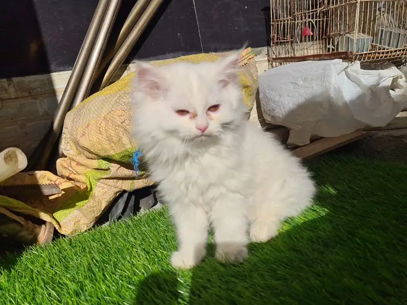 persian kitten cat tripple coat kitten belli blue eyes kittens — photo 9