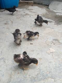 Bantam Black Cock, Bantam Chicks