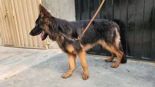 Urgent Sale PEDIGREE GSD BLACK MASK
TRIPLE COATED PUPPY
8 MONTHS AGE
A