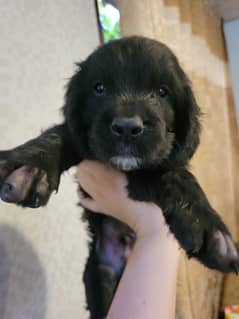 Field Spaniel female puppy available for sale