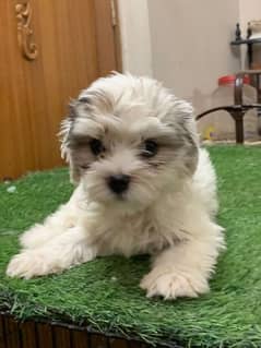 maltese toy breed puppy