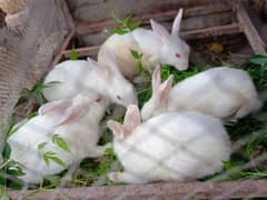 white red eye rabbit pair