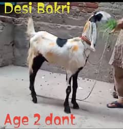 Desi Bakri 03256697577