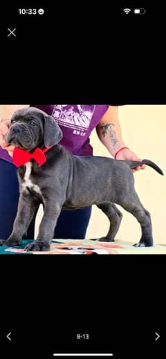 Cane corso puppies ready to import