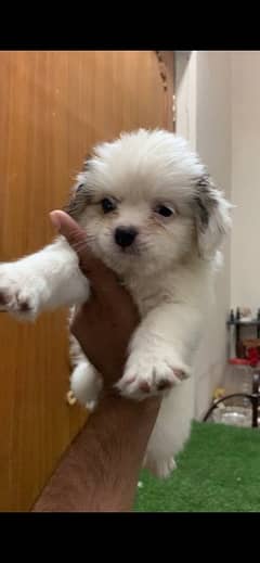 maltese toy breed pupies