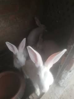 Rabbits