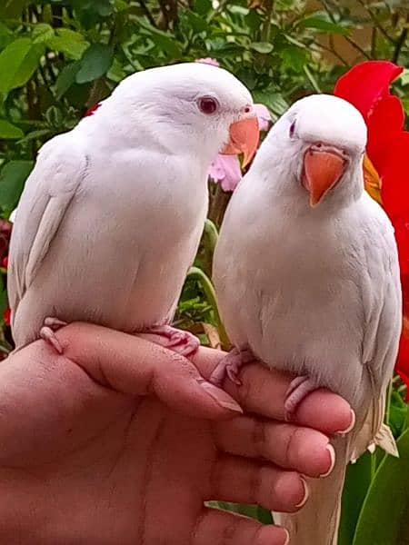 In Haripur,KPK,available white ringneck 1