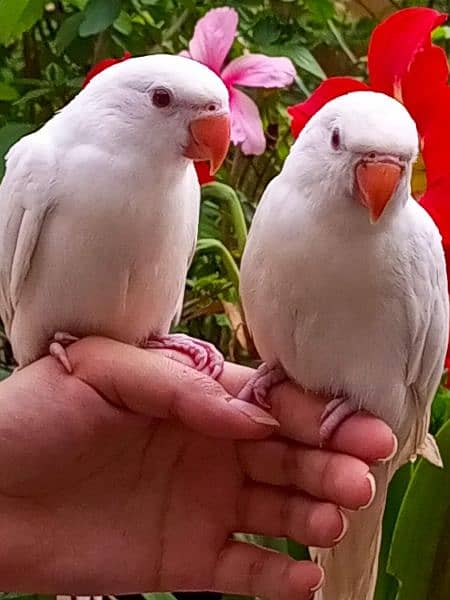 In Haripur,KPK,available white ringneck 2