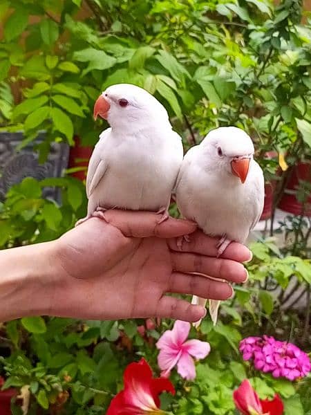 In Haripur,KPK,available white ringneck 3