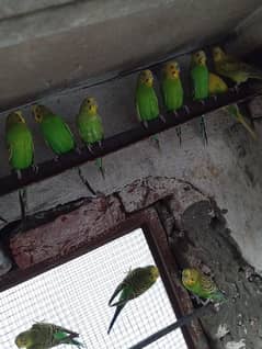 Australian crystal birds all colours yellow green blue breeder birds