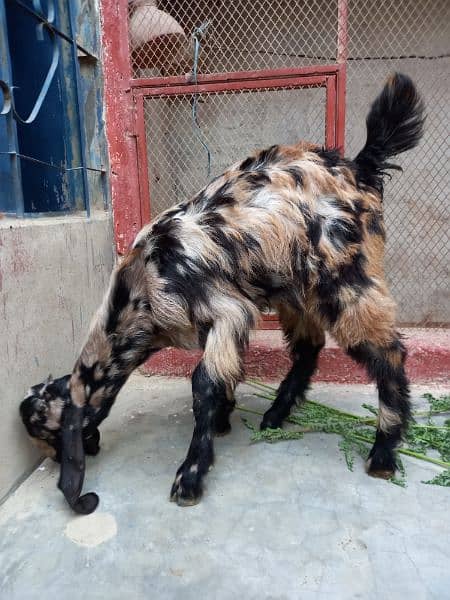 Bakra Pair For Sale 2